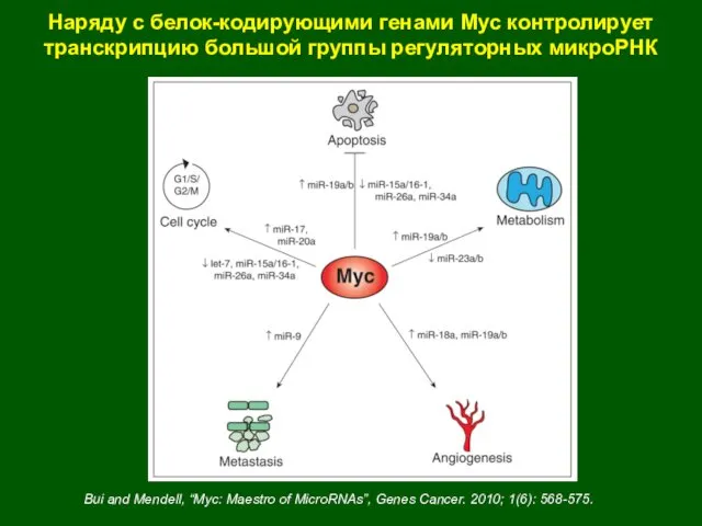 Bui and Mendell, “Myc: Maestro of MicroRNAs”, Genes Cancer. 2010; 1(6):