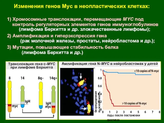 Изменения генов Myc в неопластических клетках: 1) Хромосомные транслокации, перемещающие MYC