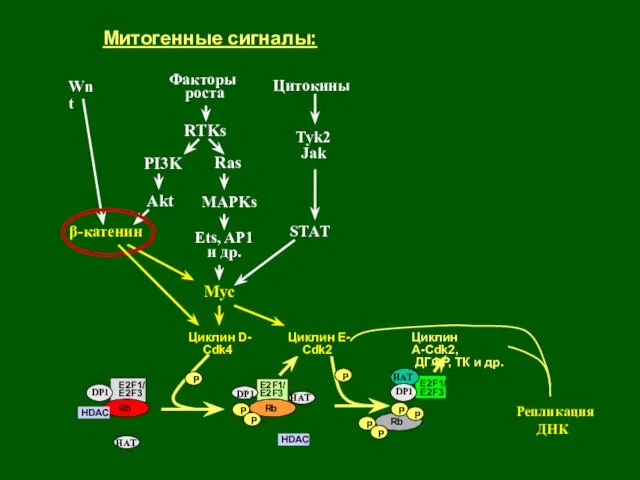 Репликация ДНК Rb P HDAC E2F1/ E2F3 Rb HDAC Rb P