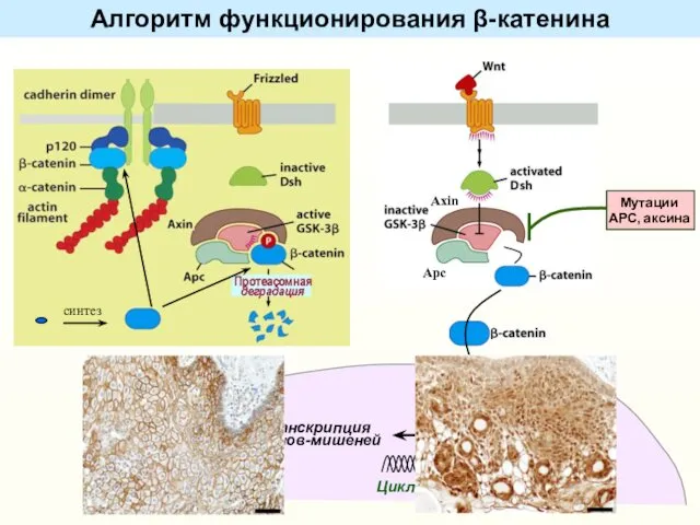 Алгоритм функционирования β-катенина синтез Apc Axin