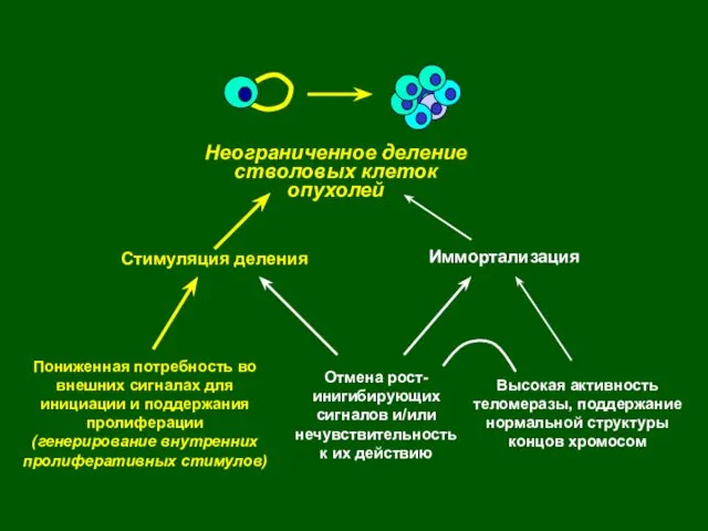 Неограниченное деление стволовых клеток опухолей Стимуляция деления Иммортализация Отмена рост-инигибирующих сигналов