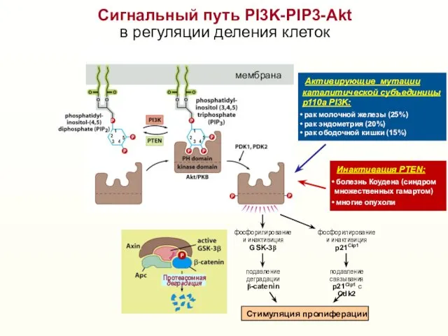 Сигнальный путь PI3K-PIP3-Akt в регуляции деления клеток мембрана