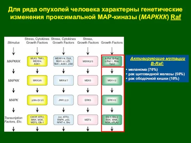 Активирующие мутации B-Raf: меланома (70%) рак щитовидной железы (50%) рак ободочной