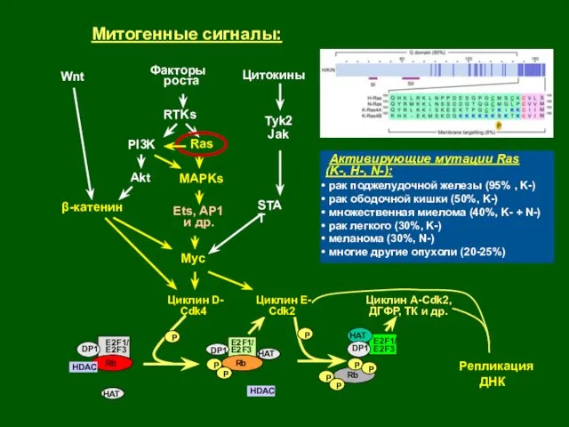 Репликация ДНК Rb P HDAC E2F1/ E2F3 Rb HDAC Rb P