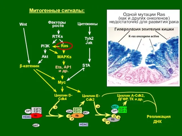 Репликация ДНК Rb P HDAC E2F1/ E2F3 Rb HDAC Rb P