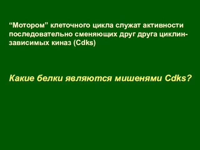 “Мотором” клеточного цикла служат активности последовательно сменяющих друг друга циклин-зависимых киназ