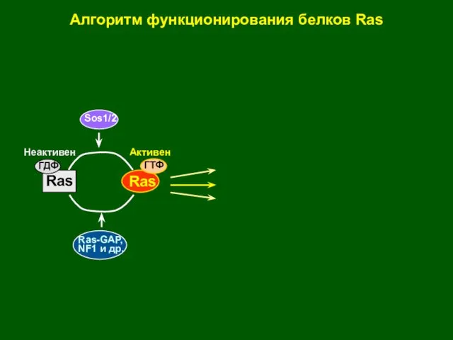 Ras Ras ГДФ ГТФ Неактивен Активен Sos1/2 Алгоритм функционирования белков Ras Ras-GAP, NF1 и др.