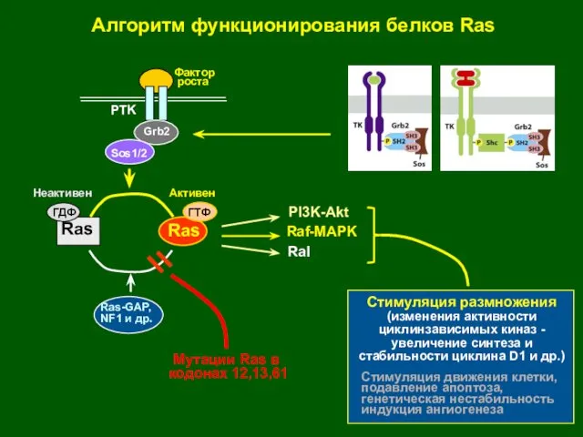 Ras Ras ГДФ ГТФ Неактивен Активен Алгоритм функционирования белков Ras Ras-GAP, NF1 и др.