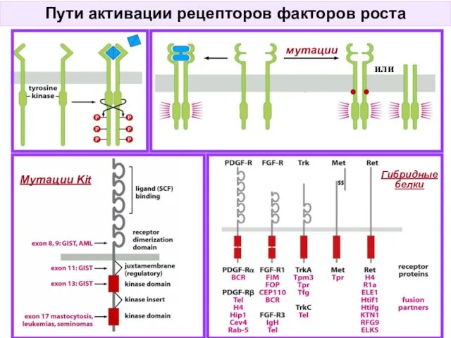 Пути активации рецепторов факторов роста Гибридные белки