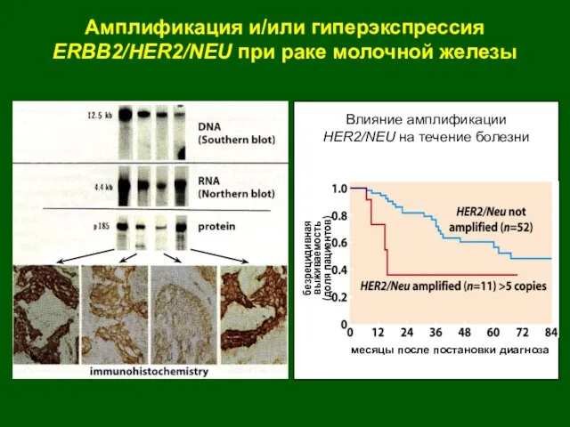 безрецидивная выживаемость (доля пациентов) месяцы после постановки диагноза Амплификация и/или гиперэкспрессия