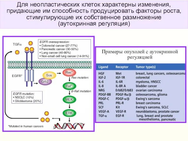 Для неопластических клеток характерны изменения, придающие им способность продуцировать факторы роста,