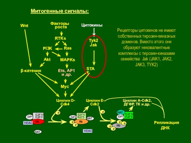 Репликация ДНК Rb P HDAC E2F1/ E2F3 Rb HDAC Rb P