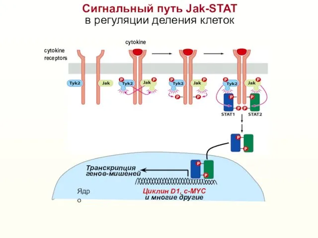 Сигнальный путь Jak-STAT в регуляции деления клеток