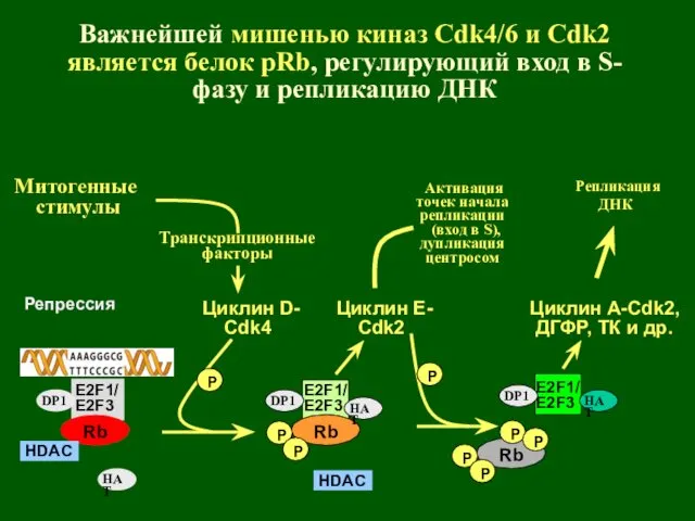 Rb P HDAC Rb P P Циклин A-Cdk2, ДГФР, ТК и