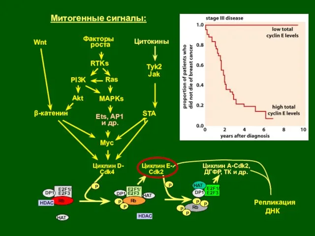 Репликация ДНК Rb P HDAC E2F1/ E2F3 Rb HDAC Rb P