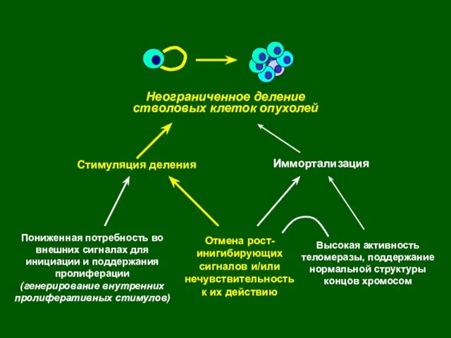 Неограниченное деление стволовых клеток опухолей Стимуляция деления Иммортализация Отмена рост-инигибирующих сигналов