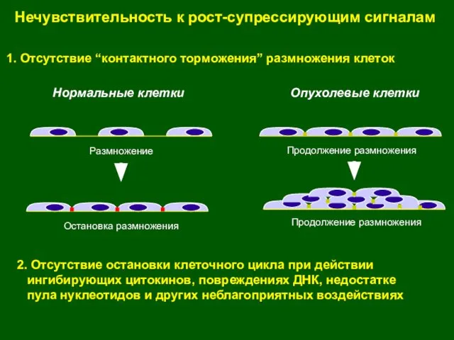 Нечувствительность к рост-супрессирующим сигналам 1. Отсутствие “контактного торможения” размножения клеток 2.