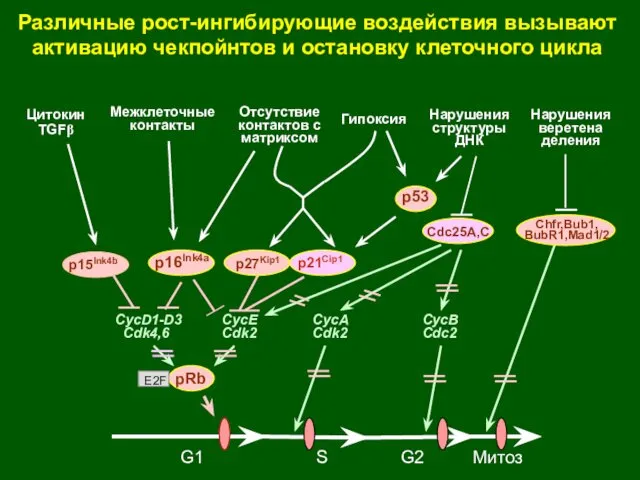 G1 S G2 Митоз Цитокин TGFβ Нарушения структуры ДНК Межклеточные контакты