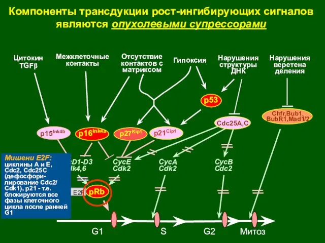 G1 S G2 Митоз Цитокин TGFβ Нарушения структуры ДНК Межклеточные контакты