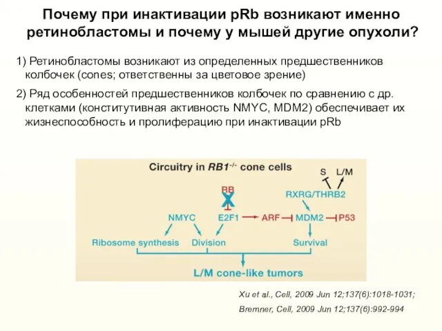 Почему при инактивации pRb возникают именно ретинобластомы и почему у мышей