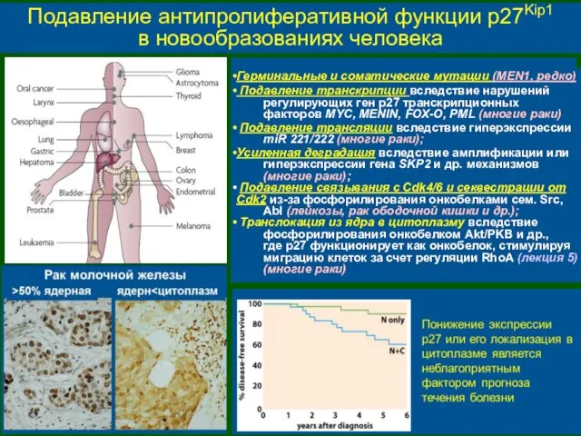 Подавление антипролиферативной функции p27Kip1 в новообразованиях человека Герминальные и соматические мутации