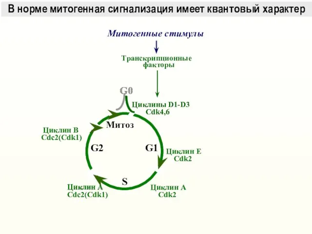 G0 G1 Митоз S G2 Циклин B Cdc2(Cdk1) Циклины D1-D3 Cdk4,6