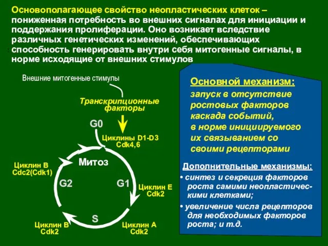 . Транскрипционные факторы Внешние митогенные стимулы G1 Митоз S G2 Циклин