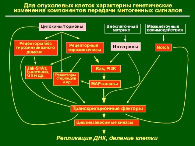 Рецепторные тирозинкиназы Цитокины/Гормоны Внеклеточный матрикс Транскрипционные факторы Циклинзависимые киназы Репликация ДНК,