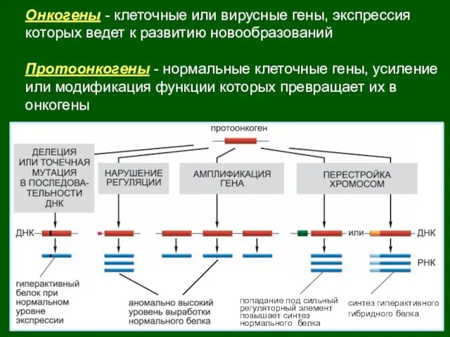 Онкогены - клеточные или вирусные гены, экспрессия которых ведет к развитию