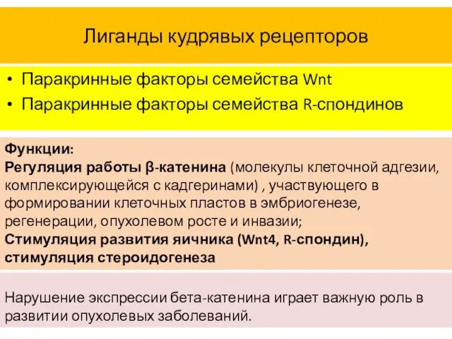 Лиганды кудрявых рецепторов Паракринные факторы семейства Wnt Паракринные факторы семейства R-спондинов