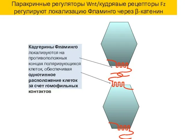 Паракринные регуляторы Wnt/кудрявые рецепторы Fz регулируют локализацию Фламинго через β-катенин