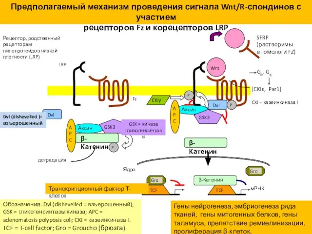 Обозначения: Dvl (dishevelled = взъерошенный); GSK = гликогенсинтазы киназа; APC =