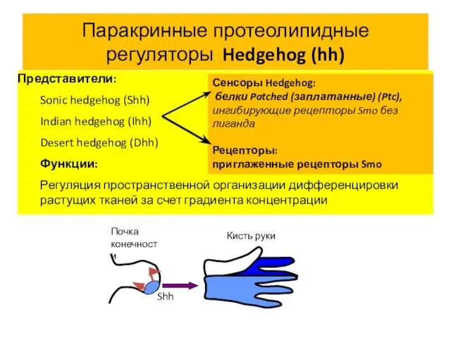 Паракринные протеолипидные регуляторы Hedgehog (hh) Представители: Sonic hedgehog (Shh) Indian hedgehog