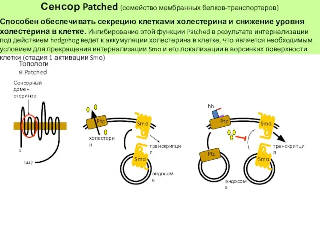 Сенсор Patched (семейство мембранных белков-транспортеров) Способен обеспечивать секрецию клетками холестерина и