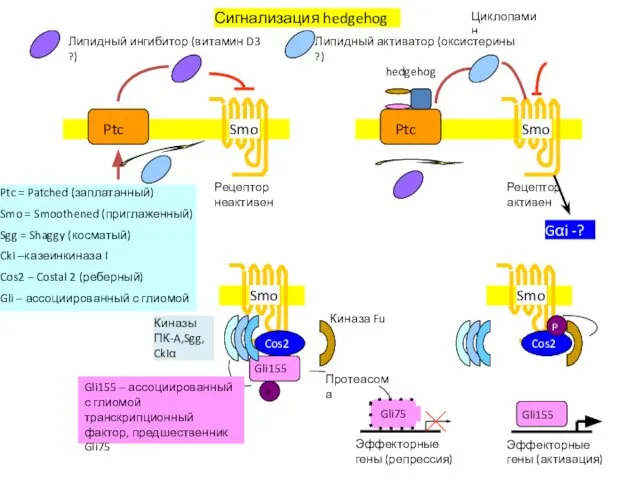 Сигнализация hedgehog Ptc Smo Липидный ингибитор (витамин D3 ?) Рецептор неактивен