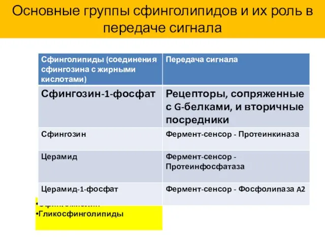 Основные группы сфинголипидов и их роль в передаче сигнала Сфингомиелин Гликосфинголипиды