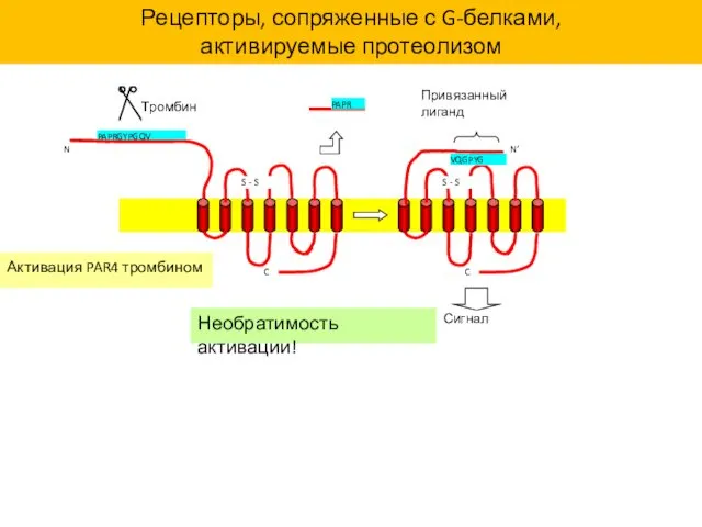 PAPRGYPGQV Тромбин VQGPYG N N’ C C Сигнал Привязанный лиганд Активация