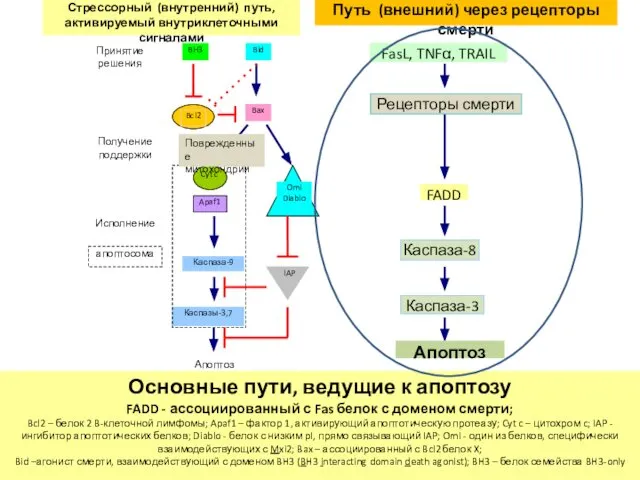 Основные пути, ведущие к апоптозу FADD - ассоциированный с Fas белок