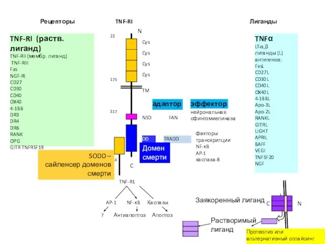 Лиганды TNFα LT-α,β лиганды (L) антигенов: FasL CD27L CD30L CD40L OX40L