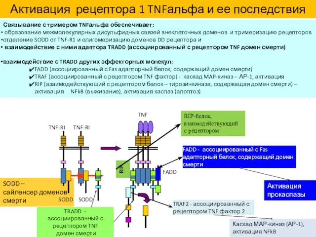 SODD – сайленсер доменов смерти SODD SODD TNF-RI TNF-RI TRADD -