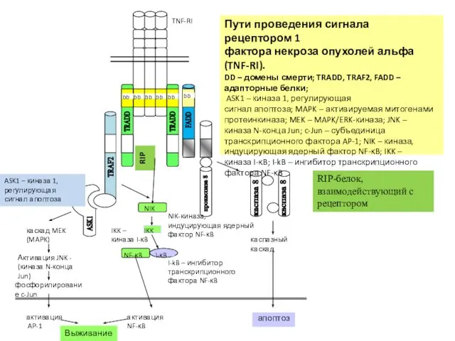 Пути проведения сигнала рецептором 1 фактора некроза опухолей альфа (TNF-RI). DD