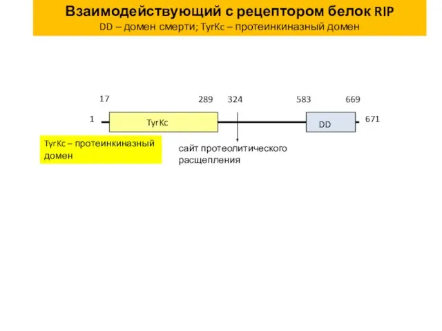 Взаимодействующий с рецептором белок RIP DD – домен смерти; TyrKc – протеинкиназный домен