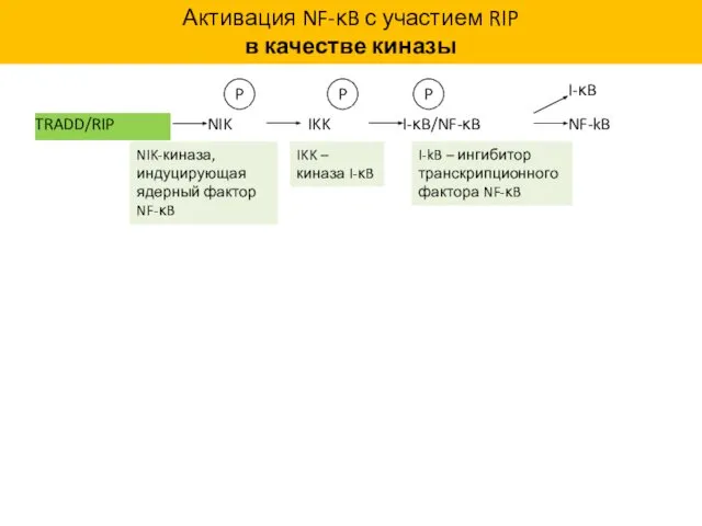 Активация NF-κB с участием RIP в качестве киназы NIK-киназа, индуцирующая ядерный