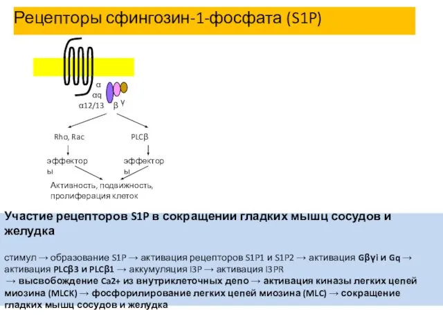 Рецепторы сфингозин-1-фосфата (S1P) Участие рецепторов S1P в сокращении гладких мышц сосудов