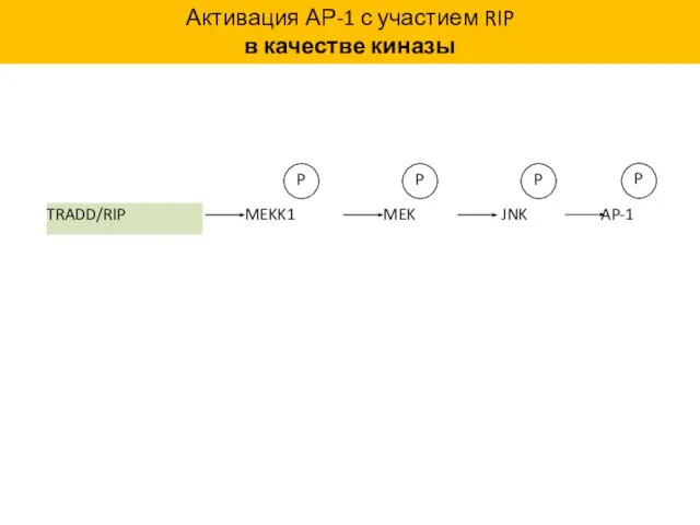 Активация АР-1 с участием RIP в качестве киназы