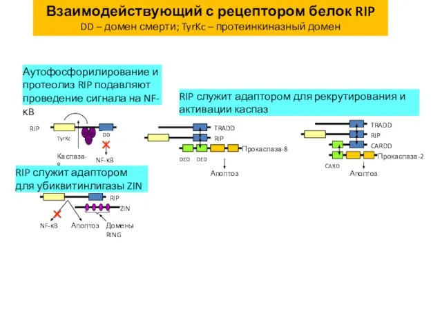 Взаимодействующий с рецептором белок RIP DD – домен смерти; TyrKc – протеинкиназный домен