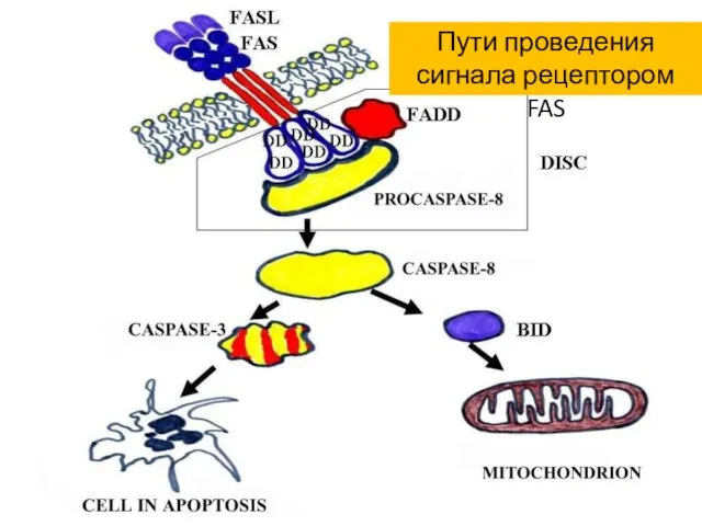 Пути проведения сигнала рецептором FAS