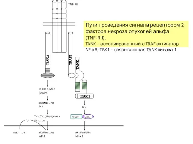 Пути проведения сигнала рецептором 2 фактора некроза опухолей альфа (TNF-RII). TANK