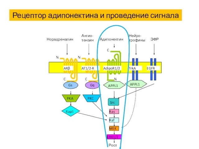 Рецептор адипонектина и проведение сигнала