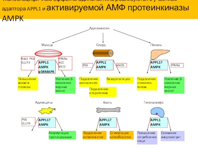 Тканеспецифичные эффекты адипонектина реализуются с участием адаптора APPL1 и активируемой АМФ протеинкиназы AMPK